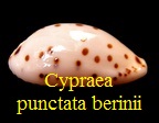 Cypraea punctata berinii, Dautzenberg 1906